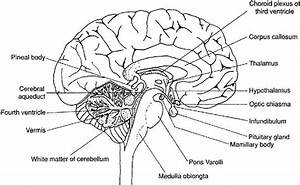 Ear Labeling Diagram