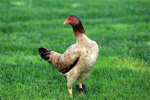 Bobby Boles Asil Hen Bird Breeds Chicken Breeds Chart Chicken Breeds