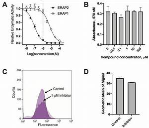 Ijms Free Full Text Erap2 Inhibition Induces Cell Surface