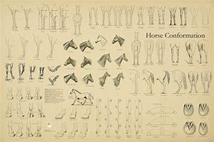 Horse Equine Conformation Chart