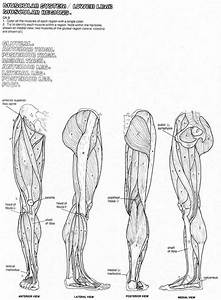 Anatomy Coloring Pages Muscles Human Anatomy Diagram