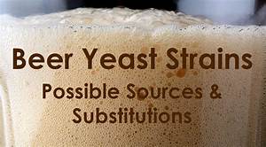  Yeast Strains Substitution Sources Guide The Beverage People