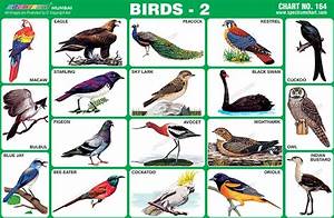 Spectrum Educational Charts Chart 164 Birds 2