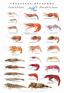 St Shrimps Poster Crustacea Decapoda Marine Animals Fish