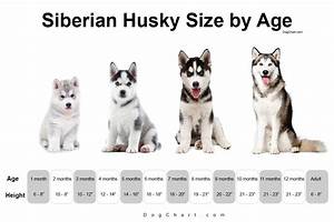 Siberian Husky Size Chart By Age Puppy Female