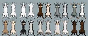 Rabbit Color Chart 1 By Tricksters Taxidermy On Deviantart
