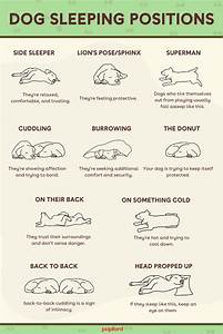Dog Sleeping Meanings Chart 10 Explained