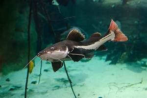 Redtail Catfish Lifespan Feeding Growth And Diseases