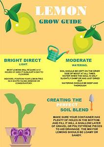 Lemon Grow Guide Infographic Template Mydraw