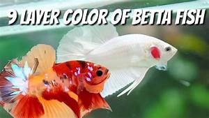 9 Layer Colors Of Betta Basic Betta Color Knowledge Youtube