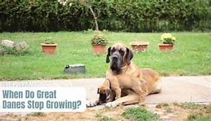 When Do Great Danes Stop Growing Full Growth Chart The Puppy Mag