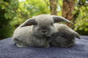 Holland Lop Color Guide Hickory Ridge Hollands
