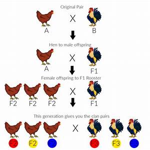 Starting A Clan Mating System From A Single Pair Community Chickens