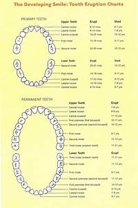 Tooth Eruption Charts Shrewsbury Orthodontics Monmouth County Nj