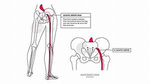 What Is The Sciatic Nerve Days To Fitness