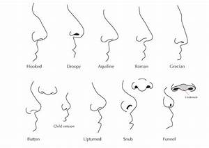 Human Anatomy Fundamentals Advanced Facial Features