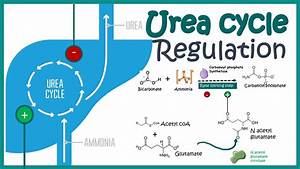 Regulation Of The Urea Cycle Youtube