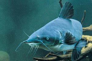 Blue Catfish Length To Weight Conversion Chart In Fisherman