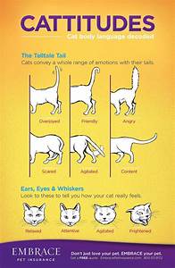 Learn To Read Your Cat 39 S Body Language For More On Cat Body Language