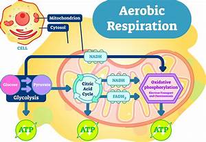 Aerobic Respiration The Definitive Guide Biology Dictionary