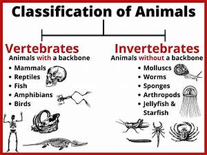 Classification Of Animals Poster Teacha