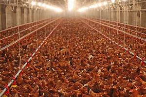 China Poultry Safety Standard Similar To U S Southeast Agnet