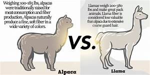 Alpacas Vs Llamas The Ultimate Guide To Telling Who 39 S Who