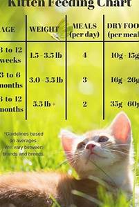 Kitten Feeding Chart For Kittens On A Dry Food Schedule Quantities Of