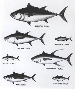 Tuna Relative Sizes Tuna Wikipedia The Free Encyclopedia Tuna