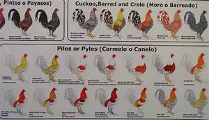 Chicken Color Chart Roosters From Ultimate Fowl Forum Barred Crele