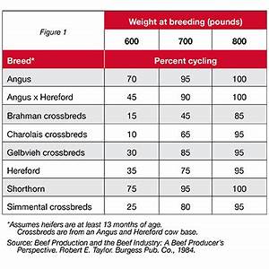 Cow Feeding Schedule All About Cow Photos