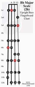 B Flat Major Scale Upright Double Bass Fingerboard Notes Chart Bb