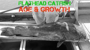 Catfish Growth Age Flathead Youtube