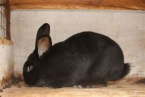 flemish giant rabbits raymondville mo