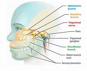 Easy Notes On Trigeminal Nerve Learn Cranial Nerves Facial