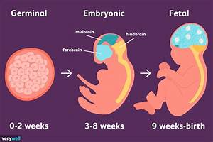 The Stages Of Prenatal Development Represent A Tremendous Amount Of