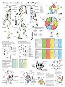 Shiatsu Chart Of Acupuncture Meridians And Hara Diagnosis Etsy