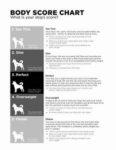 Body Score Chart For Dogs Go Solutions