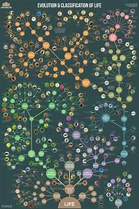 Evolution Classification Of Life Life Poster Teaching Science