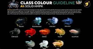 Class Color Guideline Solid Color Betta Fish Nicebettathailand Com