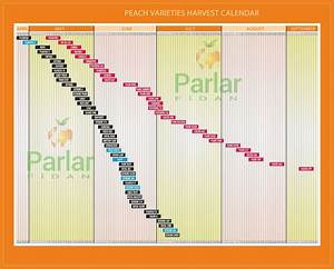 Peach Varieties Harvest Calendar Parlar Fidan
