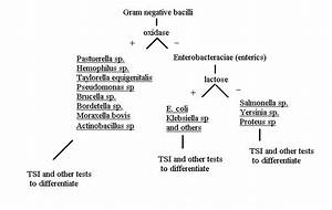 Gram Negative Bacilli Is A Summary Flow Chart For Differentiation