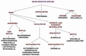 Basic Microbiology 1068x701 Jpeg Flow Chart Microbiology Negativity