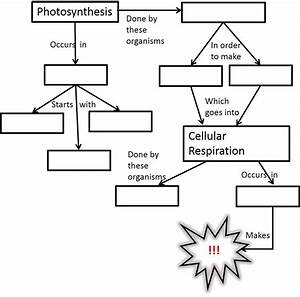 Cellular Respiration Flow Chart Worksheet