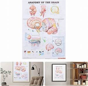 Buy Anatomical Poster Brain Laminated Kastwave Anatomical Chart Of