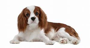 Cavalier King Charles Spaniel Growth Chart Weight Chart