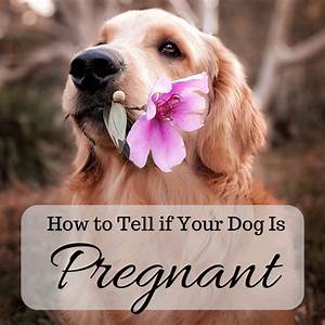 How To Tell If Your Dog Is Signs And Home Pregnancy Tests