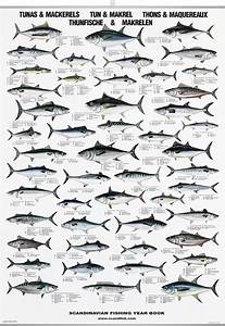 Tuna Mackerel Poster Chart With Tunas And Mackerels