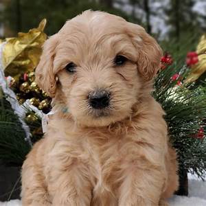 Goldendoodle Coat Colors Everything You Need To Know Mountain