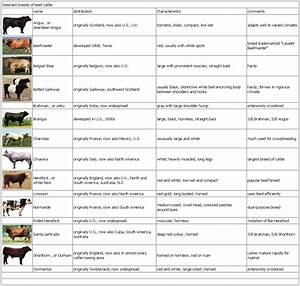 On The Homestead Cattle On Pinterest Cattle Beef Cattle And Dairy